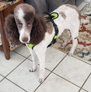 Meet your Posher, Ann